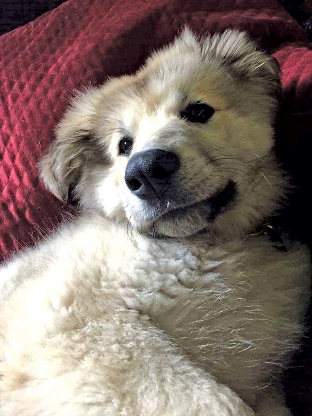 Spike reccomend great pyrenees