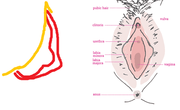 Hammerhead reccomend porn pussy cunt clitoris vagina cervix penis