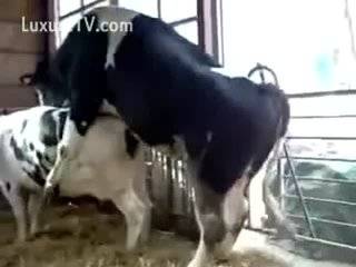 best of Pump cow